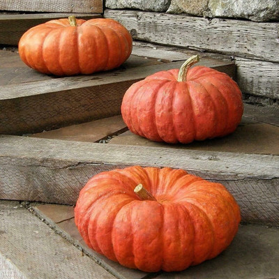CRGO DIOART-ZSR-™Seeds Pumpkin Red Kavbuz-20 SEEDS-PS168 Seed(20 per packet)
