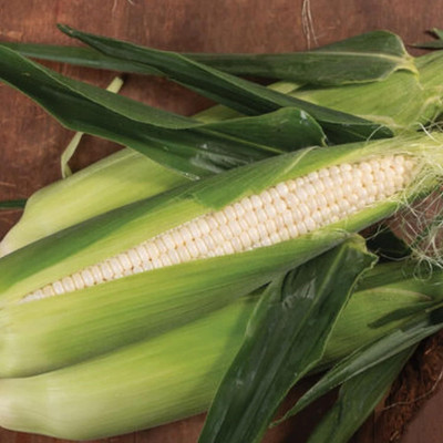 WILLVINE GBPUT -IX Silver Queen Hybrid Sweet Corn-[100g] Seed(400 per packet)