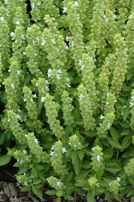 Qualtivate LX-39 Greek Basil Basilico Greco Seed(1000 per packet)