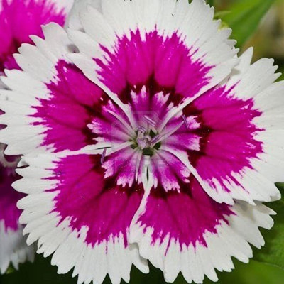 Aywal Dianthus Barbarini Red Flower Seed(70 per packet)