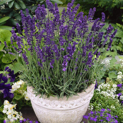 CYBEXIS LXI-39 - Lavender Hidcote - (250 Seeds) Seed(250 per packet)