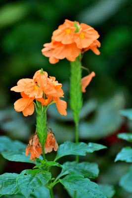 Oliver kanakambaram-firecracker-crossandra Seed(41 per packet)