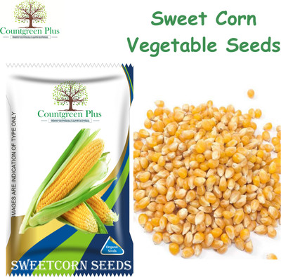 Countgreen Plus Premium Sweet Corn Seeds | High Germination | Non-GMO Yellow Corn Seed(20 per packet)