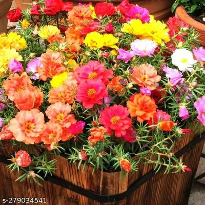 Arshiayat portulaca flower 92 Seed(92 per packet)