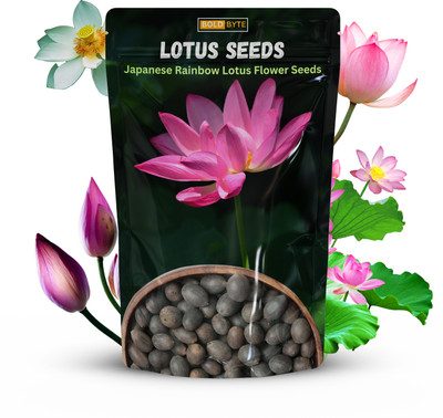 Bold Byte Lotus Seeds for Planting, lotus seeds for home Seed(10 per packet)