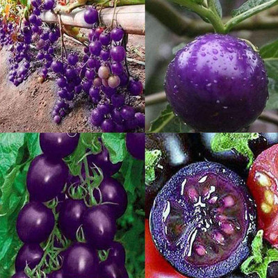 CYBEXIS Purple Tomato Seeds2000 Seeds Seed(2000 per packet)