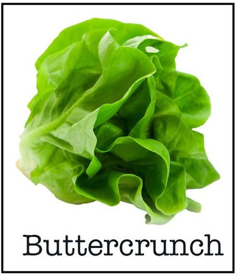 VibeX NDIR-51 - Buttercrunch Lettuce - (1350 Seeds) Seed(1350 per packet)