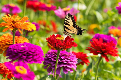 GREENSEA Hybrid Zinnia Flower Seed(27 per packet)