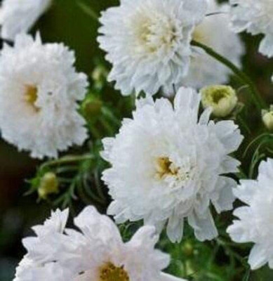 CYBEXIS Cosmos - Double Click Snow Puff Seed(1 g)