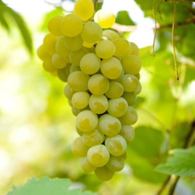 Quentova Extra Sweet green grapes-LTK-2V Seed(100 per packet)