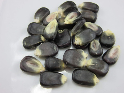WILLVINE SYN -X Blue Giant Corn (Zea Mays)-[100g] Seed(400 per packet)