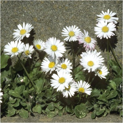 Biosnyg QIQ-52 White English Daisy (Bellis perennis)-[200 Seeds] Seed(200 per packet)