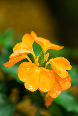GOAGRO kanakambaram-firecracker-crossandra Seed(23 per packet)