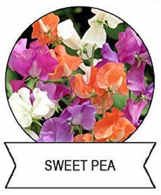 CYBEXIS Sweet Pea Flower Seeds100 Seeds Seed(100 per packet)