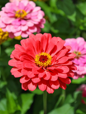 GREENSEA Zinnia Mixed Flower Seed(34 per packet)