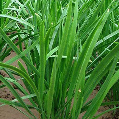VibeX KGF -71 - Garlic Chives (Allium tuberosum) - (250 Seeds) Seed(250 per packet)