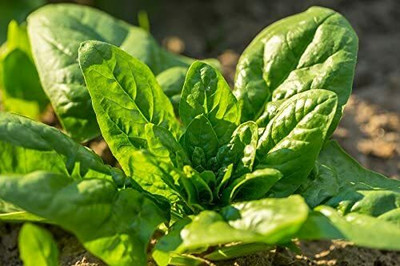 DROXTY SPINACH Seed(900 per packet)