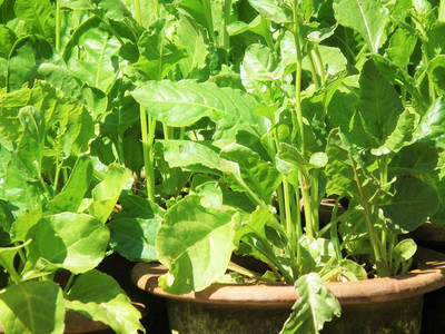 KANAYA Malabar Spinach Seeds Seed(30 per packet)