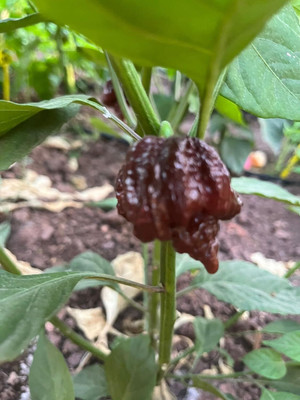 KNESSiN F1 Hybrid Carolina Reaper Chocolate Chilli Seeds for Garden-(1200 Seeds) Seed(1200 per packet)