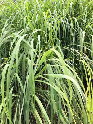 CYBEXIS XL-46 - Lemon Grass Cymbopogon Flexuosus - (2250 Seeds) Seed(2250 per packet)