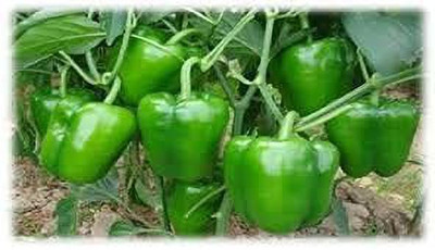 KANAYA Capsicum(Shimla Mirch) Seed(1000 per packet)