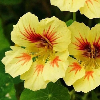 Aywal Nasturtium Seed(13 per packet)