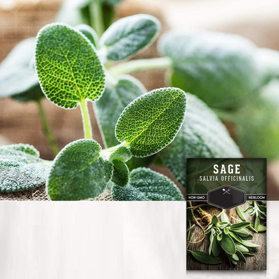 Qualtivate GBPT-9A Culinary Sage Seed Seed(100 per packet)