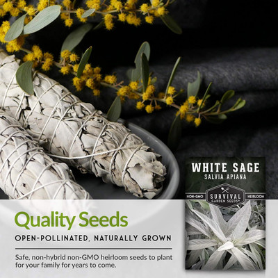 Qualtivate PUA-3A White Sage Seeds Seed(100 per packet)