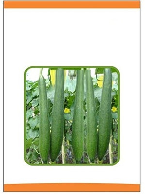 Qualtivate PUAS-1A F1 Hybrid Sponge Gourd Seeds Seed(50 per packet)
