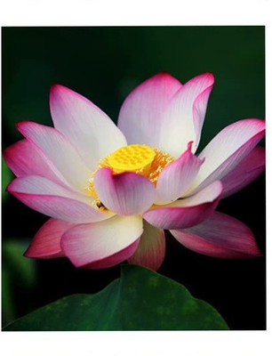 CYBEXIS PUAS-60 - Mixed Lotus Flower - (270 Seeds) Seed(270 per packet)