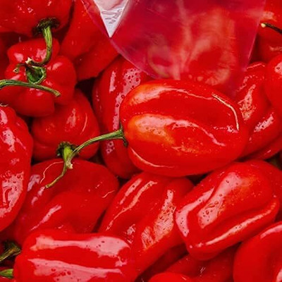 Biosnyg High Yield Scotch Bonnet Red Chilli Vegetable Seeds For Gardening-(1000 Seeds) Seed(1000 per packet)