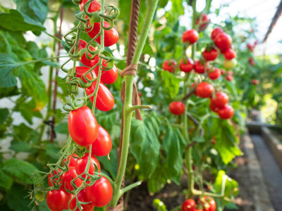 seedex tomato Seed(85 per packet)