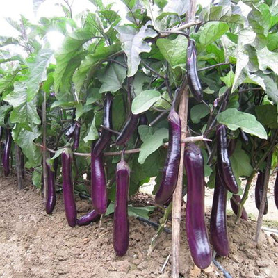 CYBEXIS High Yield Long Purple Eggplant Brinjal Seeds600 Seeds Seed(600 per packet)