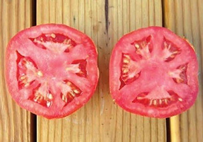 Qualtivate PUA-6A Rutgers Tomato Seed(300 per packet)