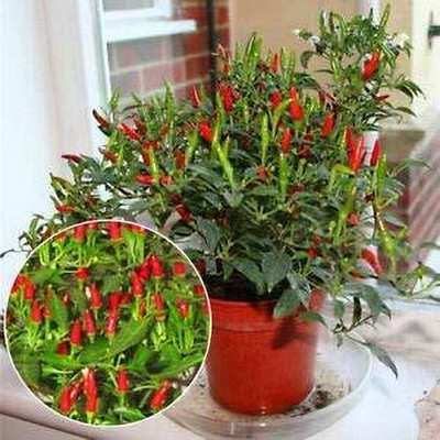 Aywal Green Chilli F1 Jwala Seed(475 per packet)