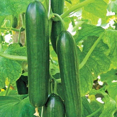 CRGO CUCUMBER , KHEERA Seed(20 per packet)