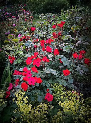 WILLVINE JAPANESE RED ROSE Bush Fragrant Flower Seed(50 per packet)
