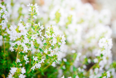 MAA gypsophila flower Seed(50 per packet)