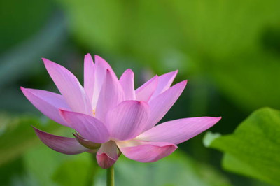 OMOM lotus,kamal gatta Seed(14 per packet)
