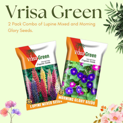 Vrisa Green Combo of 2 Packet Of Lupine Glory And Morning Glory Flower Seeds Seed(2 per packet)