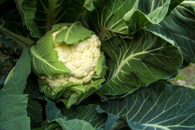Shital white cauliflower,gobhee seeds Seed(13 per packet)