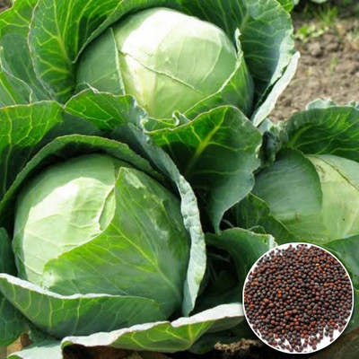 Greenfall Hybrid F1 Cabbage Seeds Seed(50 per packet)