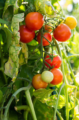 GREENIFY tomato Seed(75 per packet)