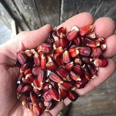 WILLVINE LXI-779 Heirloom Red Dent Corn Seed(500 per packet)