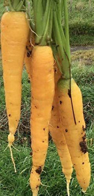 VibeX VXI-87 - Yellowstone Carrot - (2250 Seeds) Seed(2250 per packet)