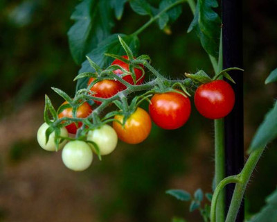 VELSUM tomato Seed(65 per packet)