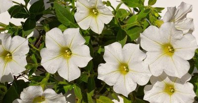 WHADE White Petunia Flower Seed(150 per packet)