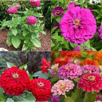 ibains Zinnia flower seeds red 41 Seed(41 per packet)