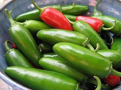 WILLVINE Hybrid jalapeno Pickled Chilli-[3000 Seeds] Seed(3000 per packet)