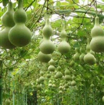 CYBEXIS NDIR-68 - Mix of Large & Medium Bottle Gourd - (300 Seeds) Seed(300 per packet)